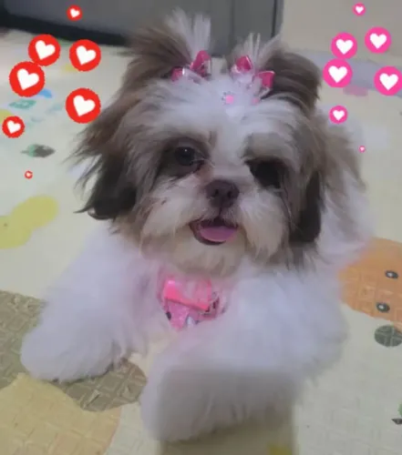 Vendo Shih Tzu zu fígado fêmea nariz marrom olhos claros