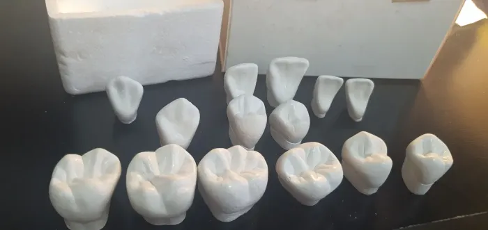 Vende se macromodelo de dentes de odontopediatria