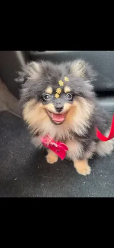 Spitz alemao (Lulu) Fêmea 5 meses