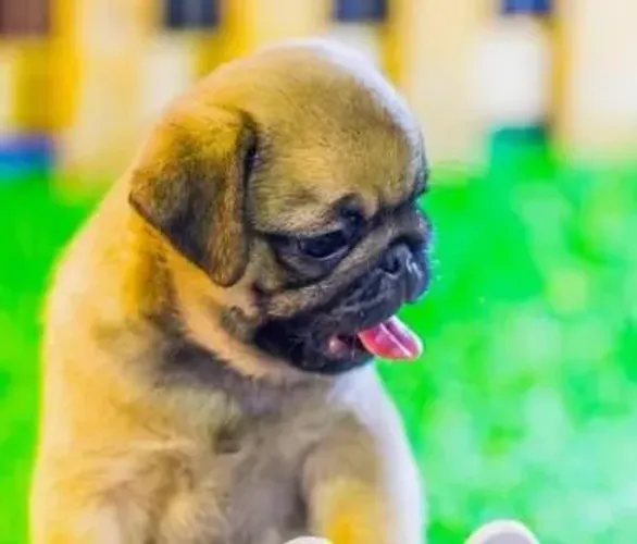 Pug O carinho que sua casa merece