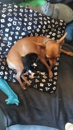 Filhote Pinscher