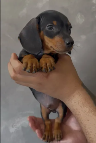 Dachshund Kaninchen 