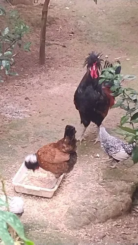 Galo