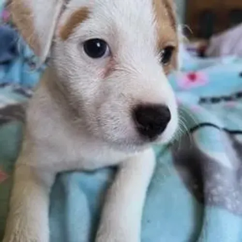 Jack Russell Terrier,Jack Russell Terrier Filhote Selecionado com Excelente Procedência
