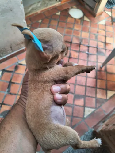 Pinscher