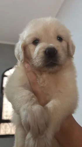 Ursinhos GoldenRetriver disponíveis 