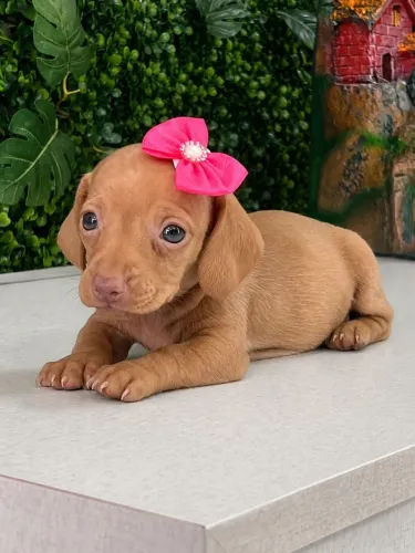 DACHSHUND CREME LINDO