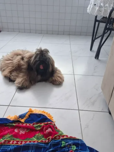 Cachorro