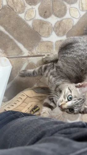 Doa-se lindo Gatinho
