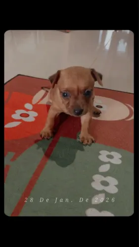 Lindo ? filhote de pinscher pra vender