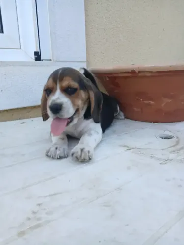 Filhotes de Beagle à Pronta Entrega ? Consulte a Descrição