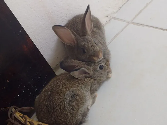 Casal de coelho
