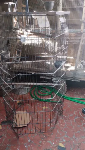 Vende-se um Viveiro grande de pássaro Calopsitas, Papagaio.