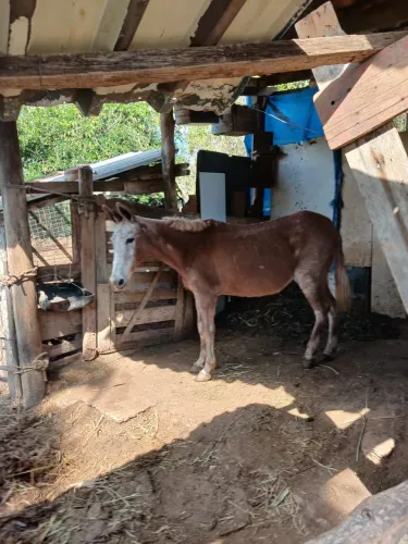 Mula mansa de carroça e cela