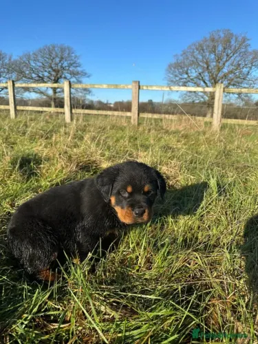 Filhotinhos rottweiler de pelagem densa dócil e temperamento saudável