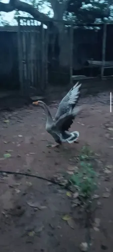 Ganso sinaleiro