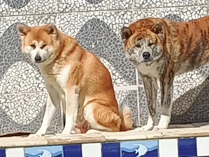 Filhote da Raça Akita Inu Vermelho