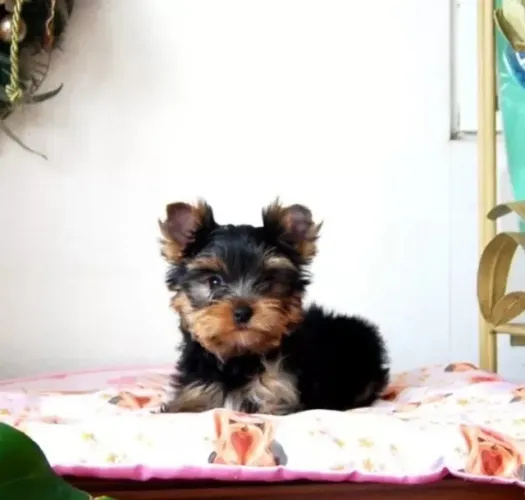 Filhote de cachorro yorkshire companheiro leal de pelagem densa