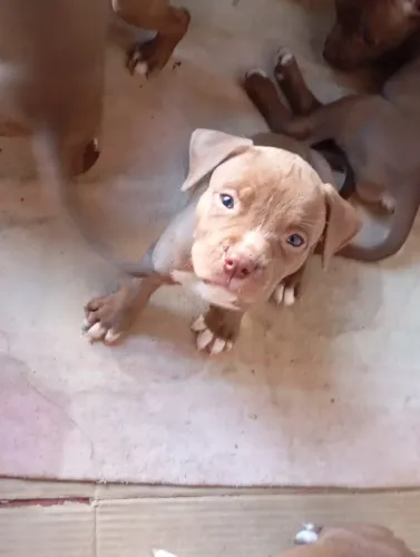Pet