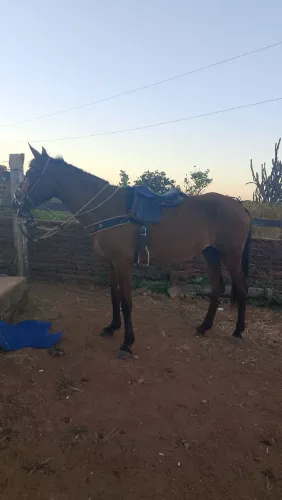 Potra mansa, raça mista de mangalarga, sem registro.
