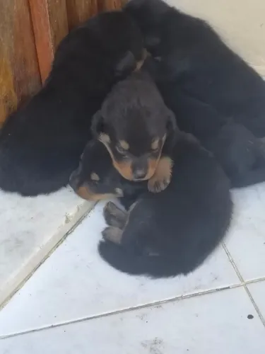 Vende-se filhotes de Rottweiller