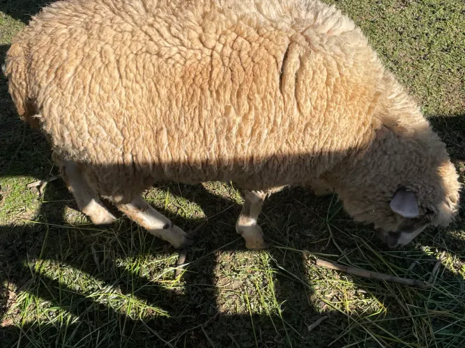 Vende-se 1 borrego e 1 borrega.