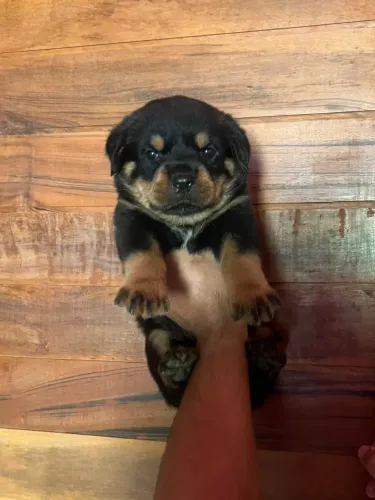 Filhotes de rottweiler cabeça de touro alto padrão troco em cães de porte pequenos