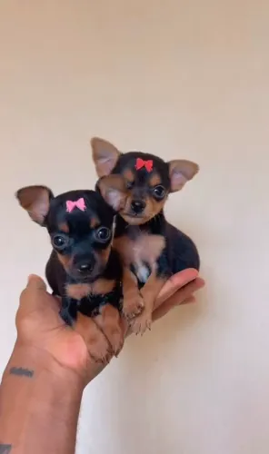 Pinscher zero: Fêmeas apenas.