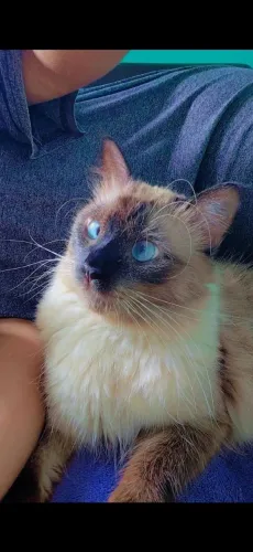 Doação de Gata Siamês 