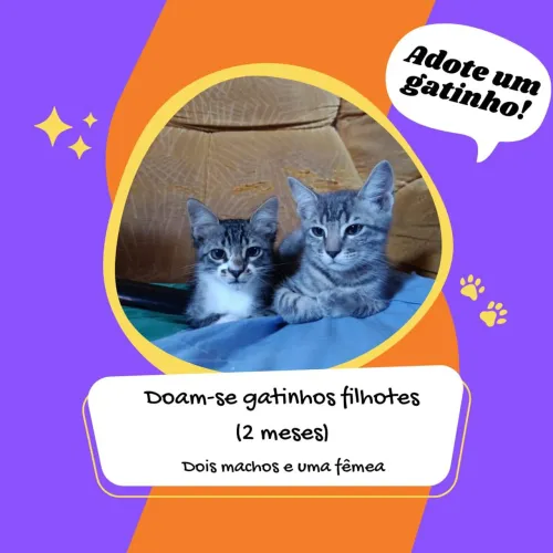 Doam-se gatinhos filhotes (2 meses)