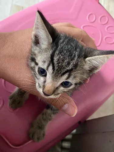 Gatos 