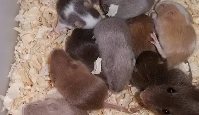 Filhotes de ratos camudongos 