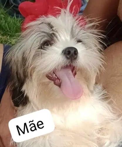 Vendo filhote Lhasa Apson fêmea e macho