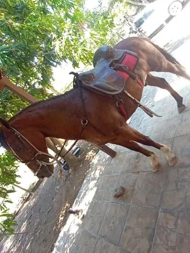 Vendo cavalo
