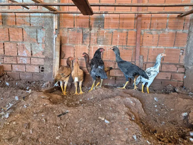Frangas caipira de tupe e barba