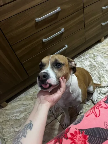 Cachorro