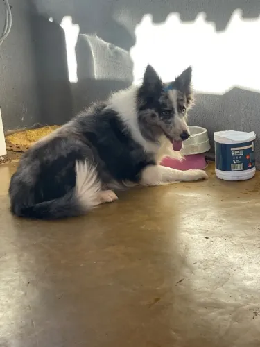 Border collie para cruzar 