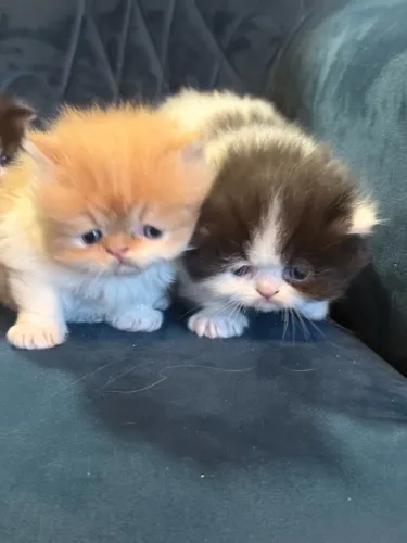 Gatos Persa filhotes