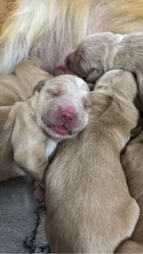 Filhote de Golden Retriever