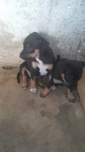 Cachorro pinscher