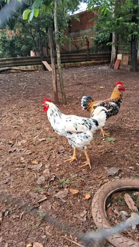 Galos sertanejo Balão 
