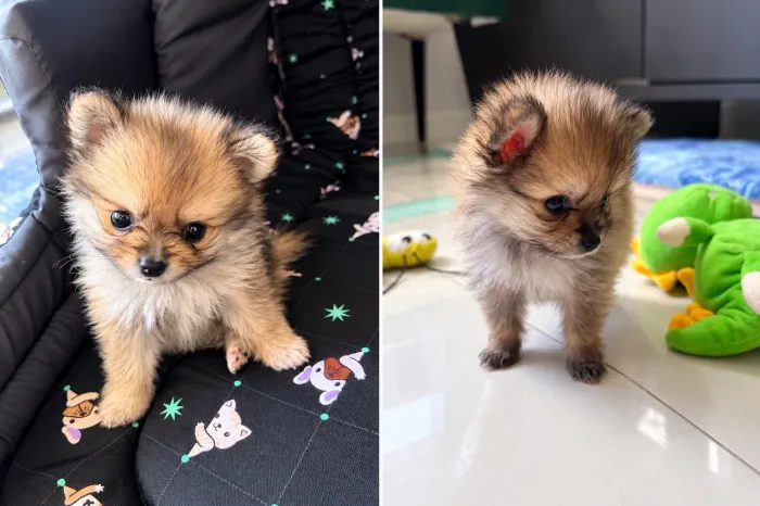 Filhote de Lulu da Pomerania Anão Macho