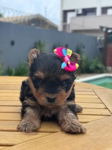 Yorkshire terrier maravilhosos