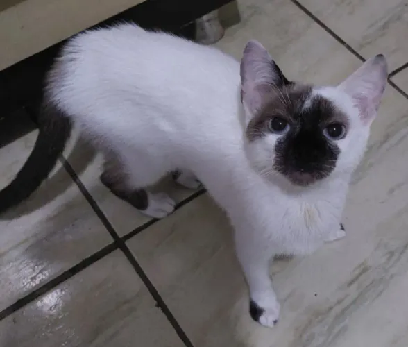 Gato macho pra adoção em santa luzia