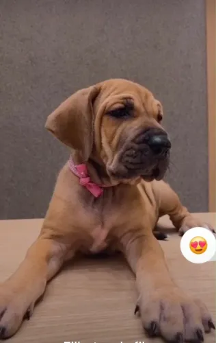 Cachorro 