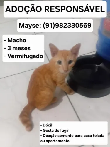 Gatinhos para adoção responsável 
