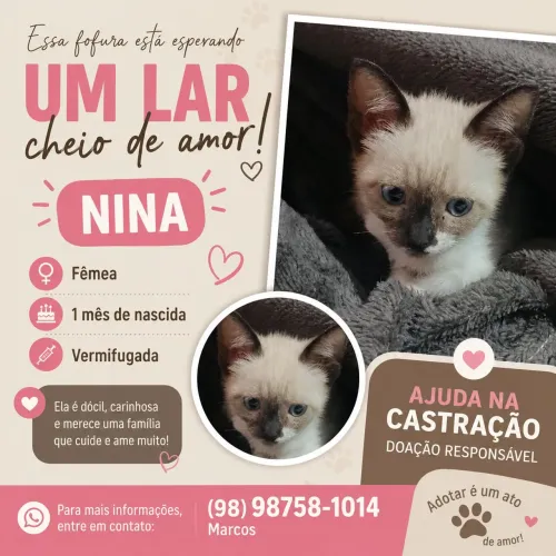 Doação de Gatinho