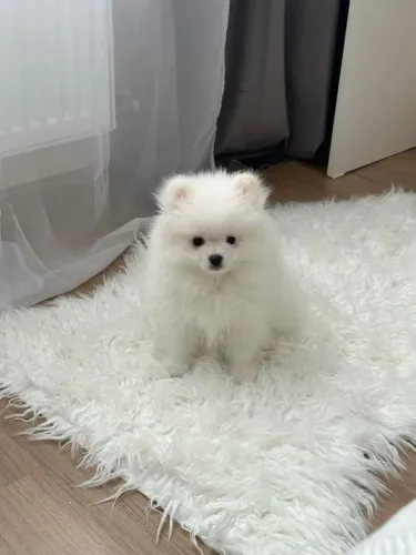 Lulu da Pomerânia simplesmente perfeito