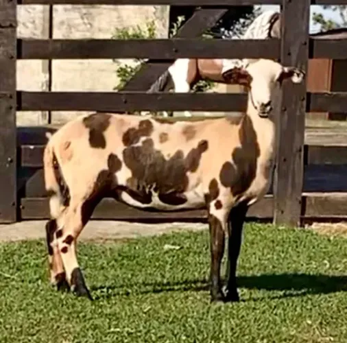 Carneira Leopardo Ovelha Prenha de Dorper