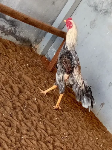 Galo